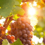 Reliance Seedless Table Grape Vine