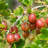 Hinnonmaki Red Gooseberry