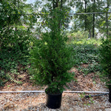 Green Giant Arborvitae