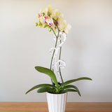 BARE™ Flora™ - Customizable wooden plant support - Perfect for Orchids
