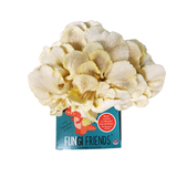 Fungisaurus Rex - Gold Oyster Mushroom Grow Kit - 5 LBS (with box)