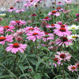 Magnus Echinacea, Coneflower