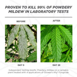 Grower's Ally Fungicide 1 Gallon Concentrate - 6/CS - Pallet of 36