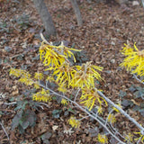 Arnold Promise Witch Hazel