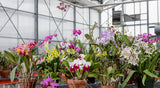 12 Bare Root Orchid Plants (3–5") | Live Orchid Starters | Assorted Varieties | Indoor Tropical Flowering Plants