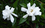 3 Rooted 4”-5” Gardenia Plants | Fragrant White Flowering Shrub | Live Bare Root Gardenia (Variety Unknown) for Home or Garden