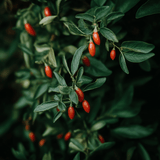 Goji Berry Root Crown Cutting