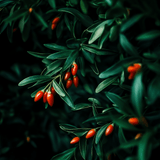 Goji Berry Root Crown Cutting