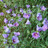 Paraplu Violet® Rose of Sharon
