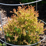 Fire Chief™ Globe Arborvitae