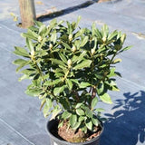 Nova Zembla Rhododendron