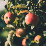 Honey Crisp Apple Tree