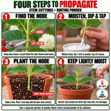 Hormex Rooting Powder Variety Pack #1, #3 & #8 - Three 3/4 oz Bottles