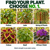 Hormex Rooting Powder #1 (0.10% IBA) - For Easy-to-Root Plant Cuttings