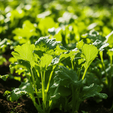 Organic Horseradish Root Cutting