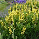 Decadence® Lemon Meringue Baptisia