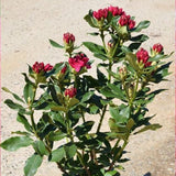 Nova Zembla Rhododendron