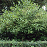 Eastern Snowball