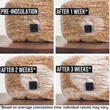 8-Pack Organic Sterilized Grain Spawn Bags