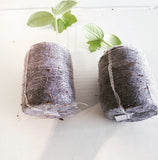 Pure Rooters 42MM Coco Plugs/Pellets