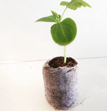 Pure Rooters - 36MM Coco Plugs/Pellets
