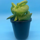 Kratky Hydroponic Growing System
