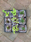 Germination Tray w/dome 10"x10" - no holes