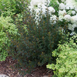 Tiny Wine® Ninebark