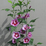 Purple Pillar® Rose of Sharon