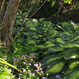 Paul's Glory Hosta