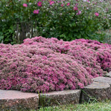 Rock 'N Round™ Popstar Stonecrop