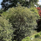 Prague Viburnum