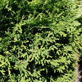Hetz Midget Arborvitae, Mini Arborvitae