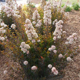 Tiny Wine® Ninebark