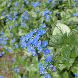 Sea Heart Siberian Bugloss