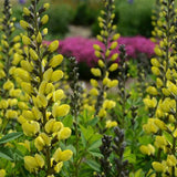 Decadence® Lemon Meringue Baptisia