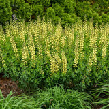 Decadence® Lemon Meringue Baptisia