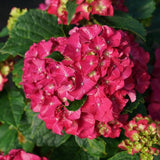Wee Bit Grumpy® Hydrangea