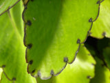 Kalanchoe pinnata Live Plant – Leaf of Life, Miracle Leaf, Wonder of the World – 2" Organic Starter for Healing & Indoor Garden