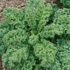 Seeds - Sow True Seed