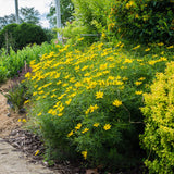 Zagreb Threadleaf Tickseed