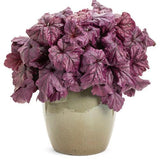 Dolce® Wildberry Heuchera