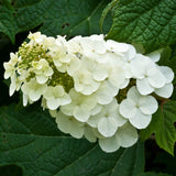 Alice Oakleaf Hydrangea