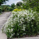 Dwarf Nikko Deutzia