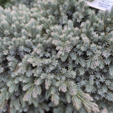 Blue Star Juniper
