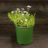 Emerald Blue Creeping Phlox