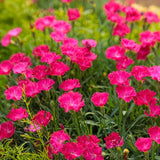 Paint the Town Magenta Dianthus