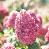 Proven Winners® Limelight Prime® Hydrangea
