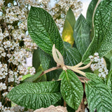Live Rooted Leatherleaf Viburnum Plant 1-2 feet in 2 gallon pot, Viburnum rhytidophyllum for Bonsai Gardening