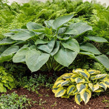PW® Shadowland® Empress Wu Hosta